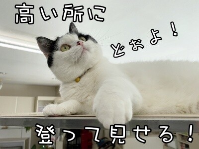 珠若556