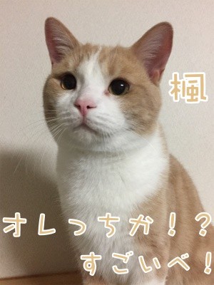 楓205