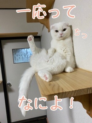ひめ254