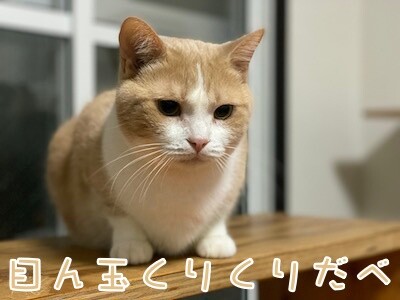楓1