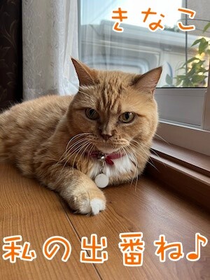きなこ73