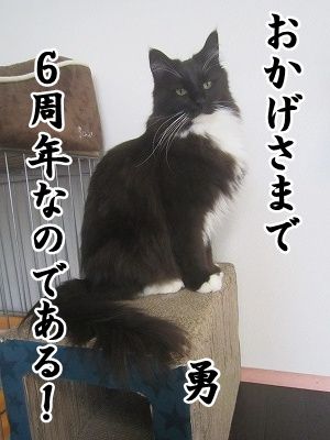 勇 (12)