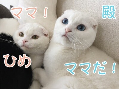 みんな1539