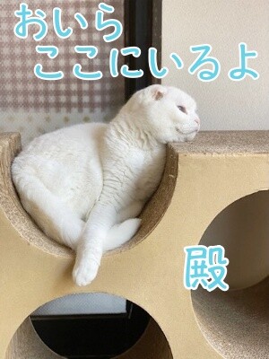 殿981
