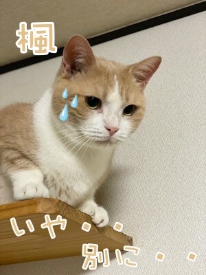楓1306