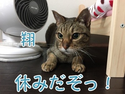 翔295
