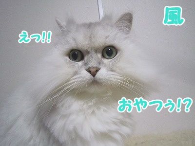 風 (5)