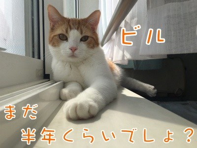 ベルビル48