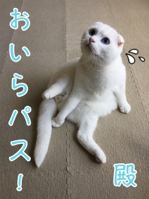 殿460