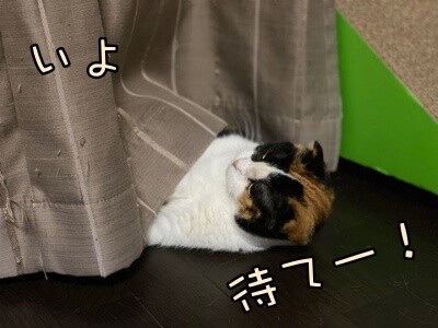 いよ446