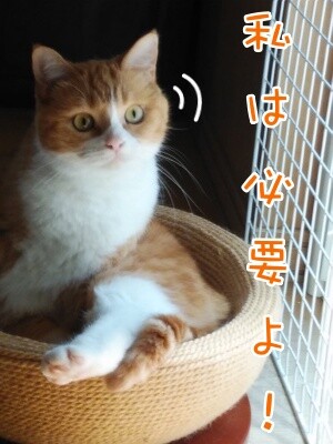 ココナッツ159