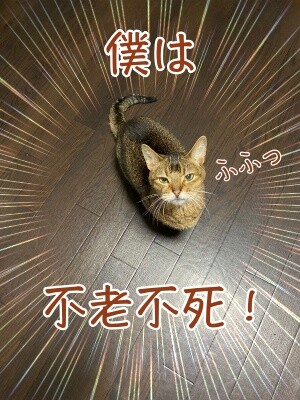 俊509