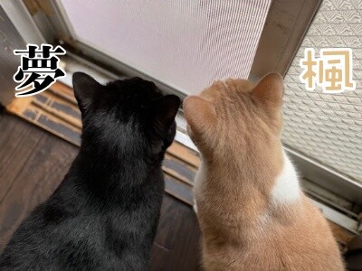 みんな2337