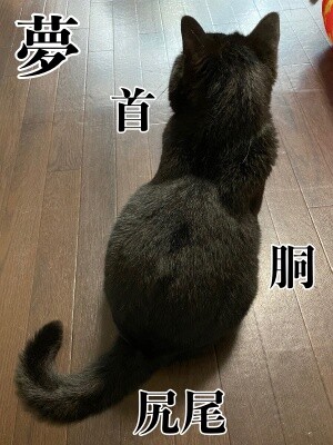 夢199