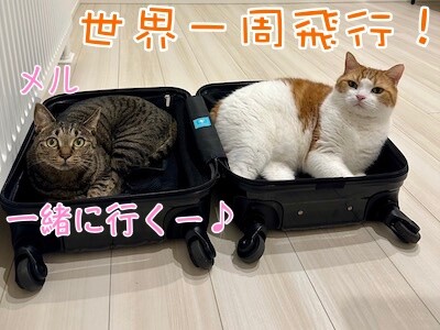 ベルビル237