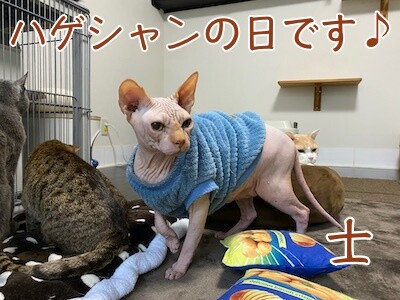 士175