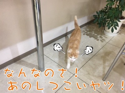 珠若271
