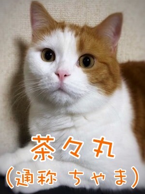 茶牛306