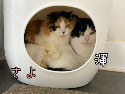 みんな597