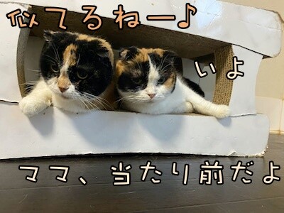 そよ52