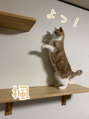 楓608