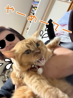 きなこ75