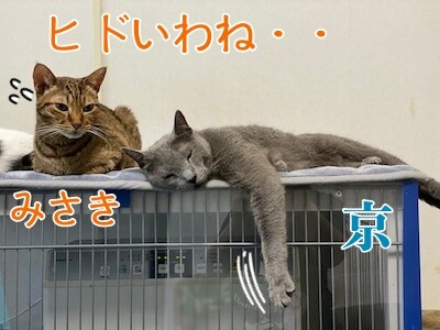 みんな441