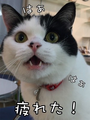 珠若282
