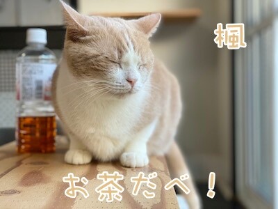 楓1388