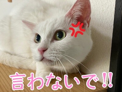 せい6