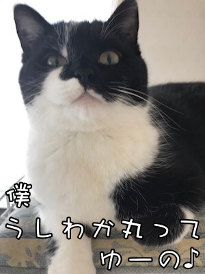 茶牛265