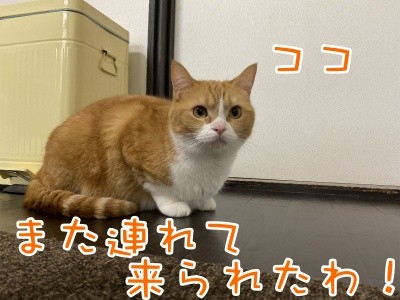 ココナッツ122
