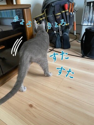 京516