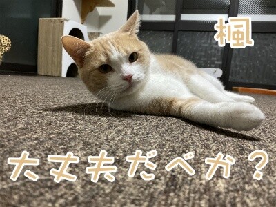 楓576