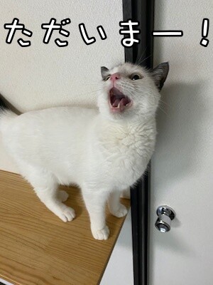 ココナッツ13