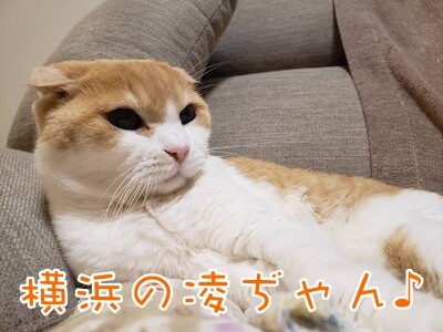 凌84