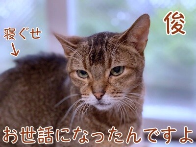俊517