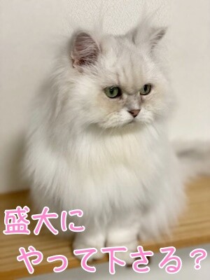 らん254