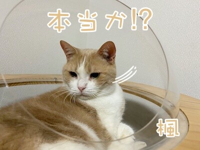 楓1333