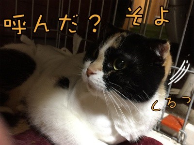 そよ79
