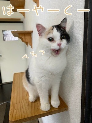 ひよ13