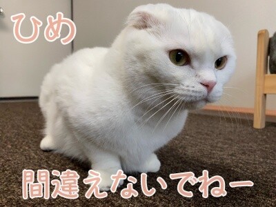 ひめ246