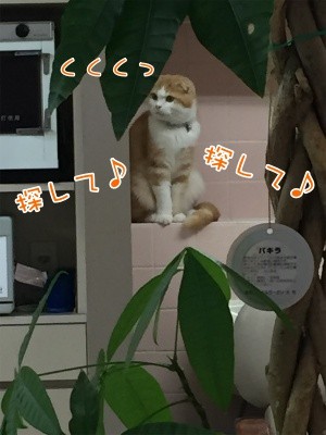 珠31