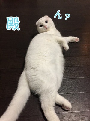 殿27