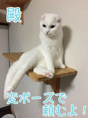 殿305