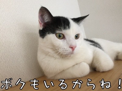 ココナッツ40