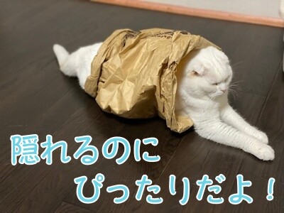 殿1009