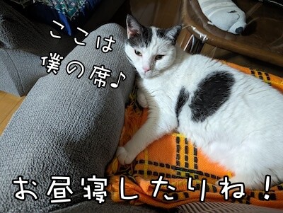ココナッツ189