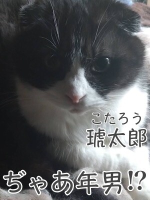 こここ32
