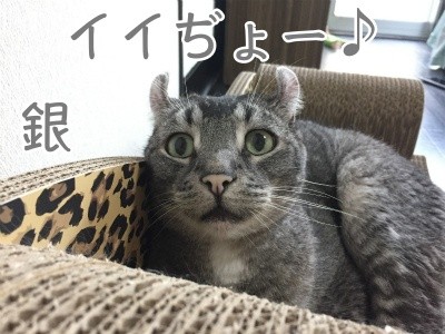 銀248